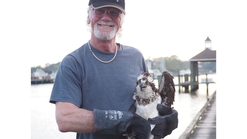 Pagan River osprey that fell from nest reunited with mate